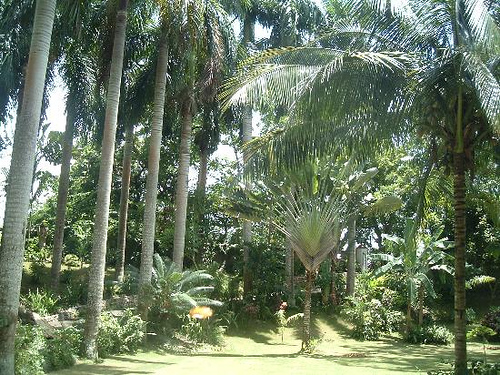 Coyaba River Garden